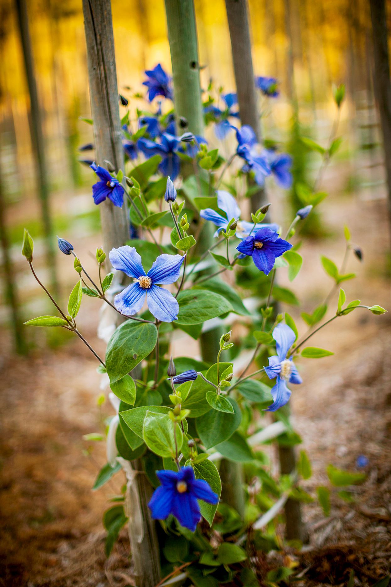 Vibrant Turquoise Flower Seeds For Colorful Planting
