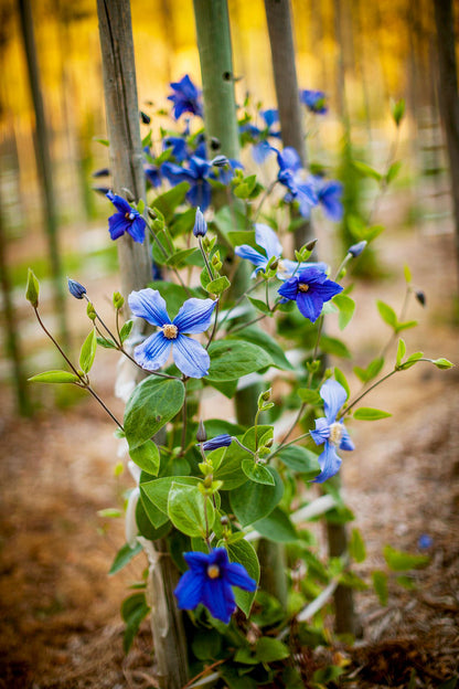 Vibrant Turquoise Flower Seeds For Colorful Planting