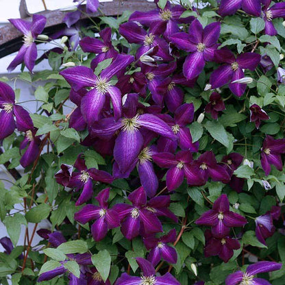 Clematis Climbing Flower seeds for Planting Vibrant Colors Heirloom & GMO Free Seeds for Home Garden