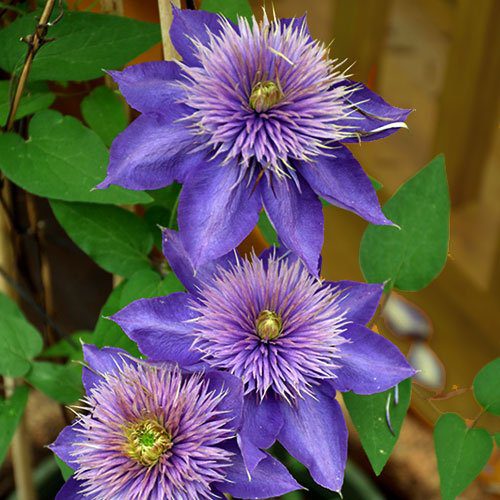 Clematis Blue Flower seeds for Planting Colorful Display, Heirloom & GMO Free Seeds for Home Garden seeds for home gardening