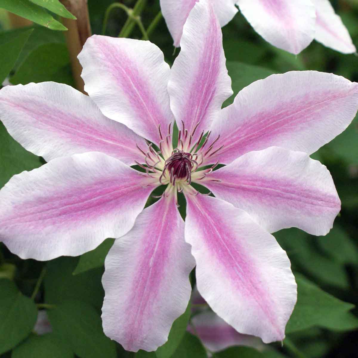 Pink Violet Clematis Flower seeds for Planting Low Maintenance, Heirloom & GMO Free Seeds for Home Garden vegetable and garden seeds