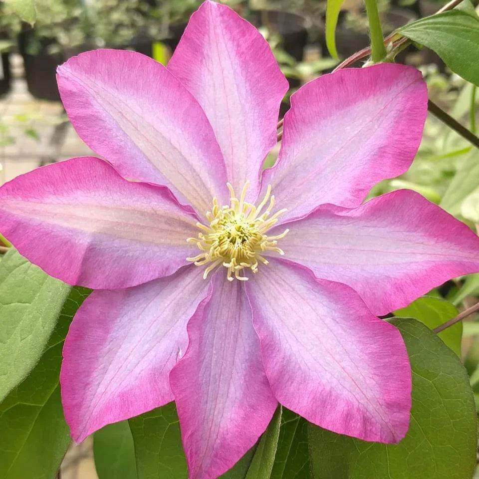 High quality Clematis Montana Flower seeds for Planting Easy to Grow, Heirloom & GMO Free Seeds for Home Garden seeds pack