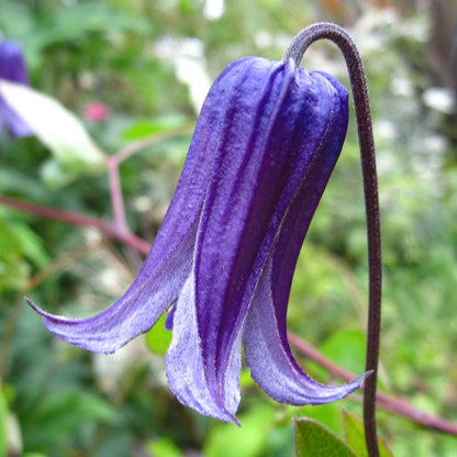 Clematis Rooguchi Flower seeds for Planting Colorful Display Heirloom & GMO Free Seeds for Home Garden