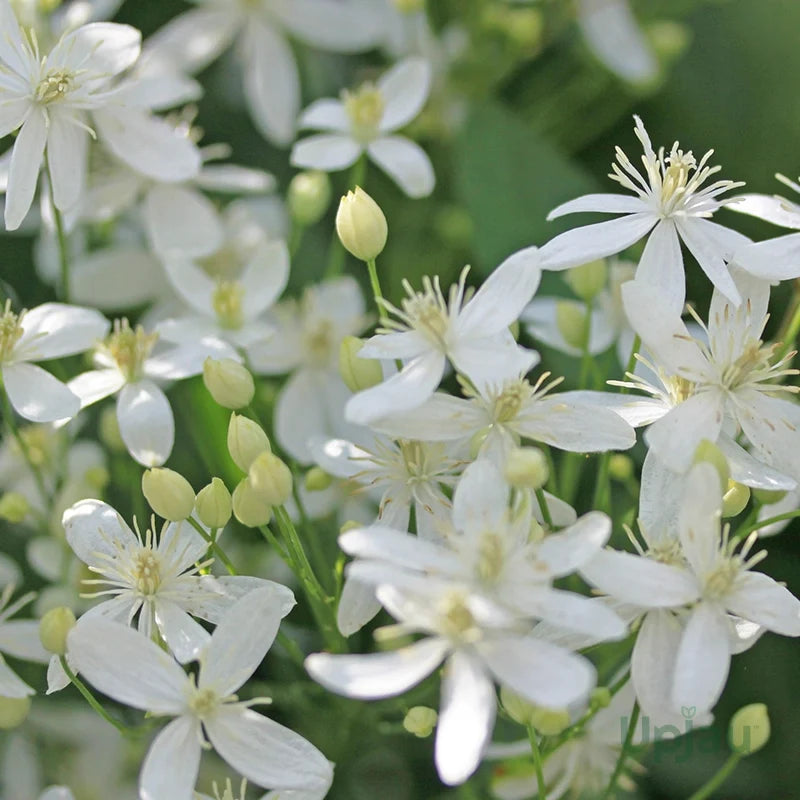 White Clematis Flower seeds for Planting Compact Growth, Heirloom & GMO Free Seeds for Home Garden seeds for planting