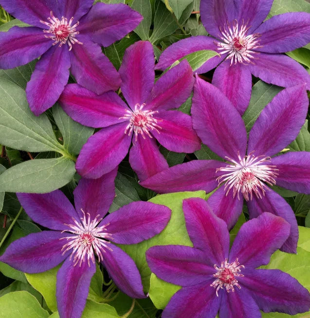 High quality Clematis Red Purple Flower seeds for Planting Cottage Garden Essential, Heirloom & GMO Free Seeds for Home Garden seeds pack