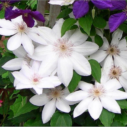 Clematis Flower seeds for Planting Shade Tolerant Heirloom & GMO Free Seeds for Home Garden