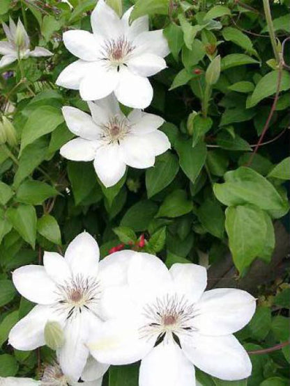 Clematis Flower seeds for Planting Shade Tolerant Heirloom & GMO Free Seeds for Home Garden