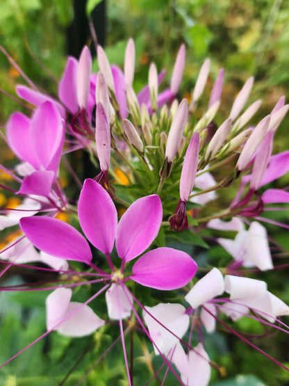 Heirloom Cleome Flower seeds for Planting Pollinator Friendly Heirloom & GMO Free Seeds for Home Garden