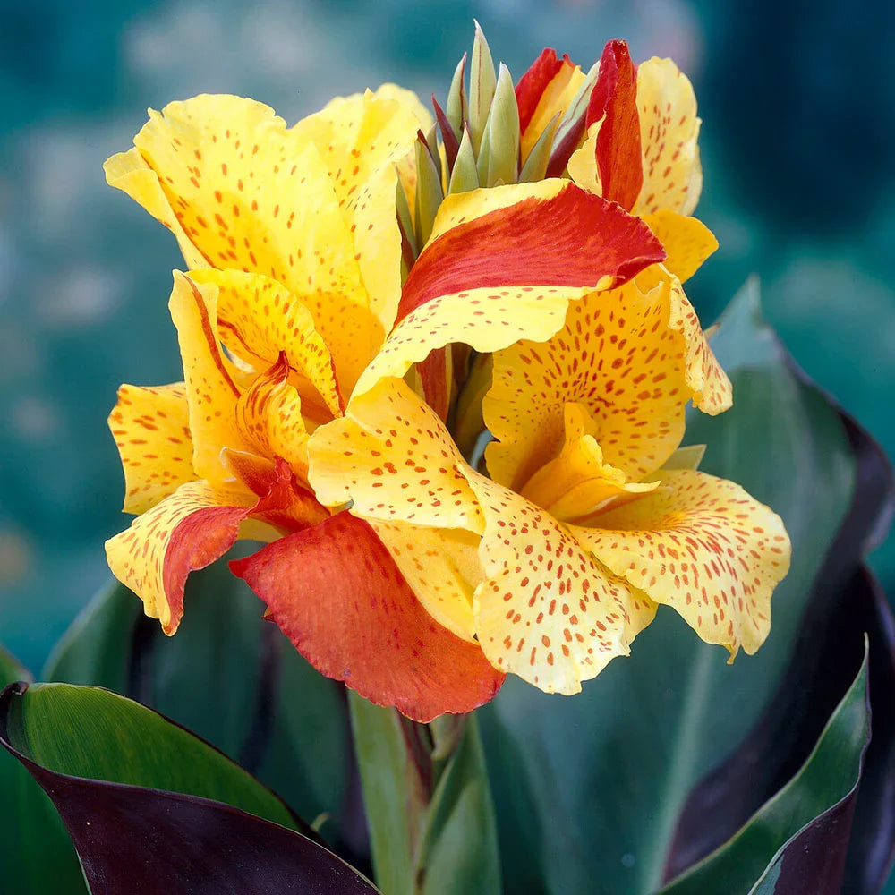 Cleopatra Flower seeds for Planting Seasonal Bloomer, Heirloom & GMO Free Seeds for Home Garden seeds for planting