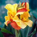 Cleopatra Flower seeds for Planting Seasonal Bloomer, Heirloom & GMO Free Seeds for Home Garden seeds for planting