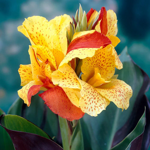 Cleopatra Flower seeds for Planting Seasonal Bloomer, Heirloom & GMO Free Seeds for Home Garden seeds for planting
