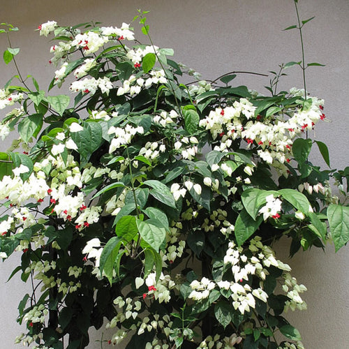 Premium Clerodendrum Thomsonae Flower seeds for Planting Colorful Display, Heirloom & GMO Free Seeds for Home Garden seeds