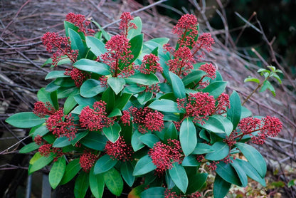 Skimmia Flower seeds for Planting Long Bloom Season Heirloom & GMO Free Seeds for Home Garden