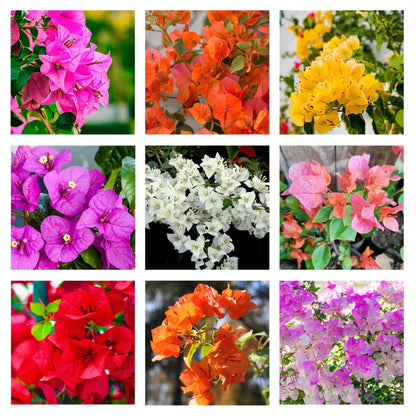 Bougainvillea Climbing Plant with Colorful Blooms