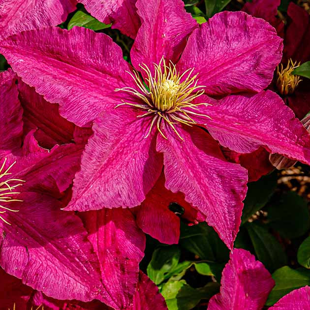 Burgundy Clematis Climbing on Garden Fence