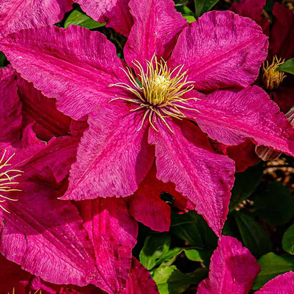Burgundy Clematis Climbing on Garden Fence