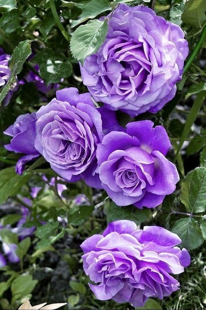 Lavender Climbing Rose growing in container