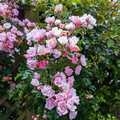 Close-Up of Light Pink Climbing Rose Blooms