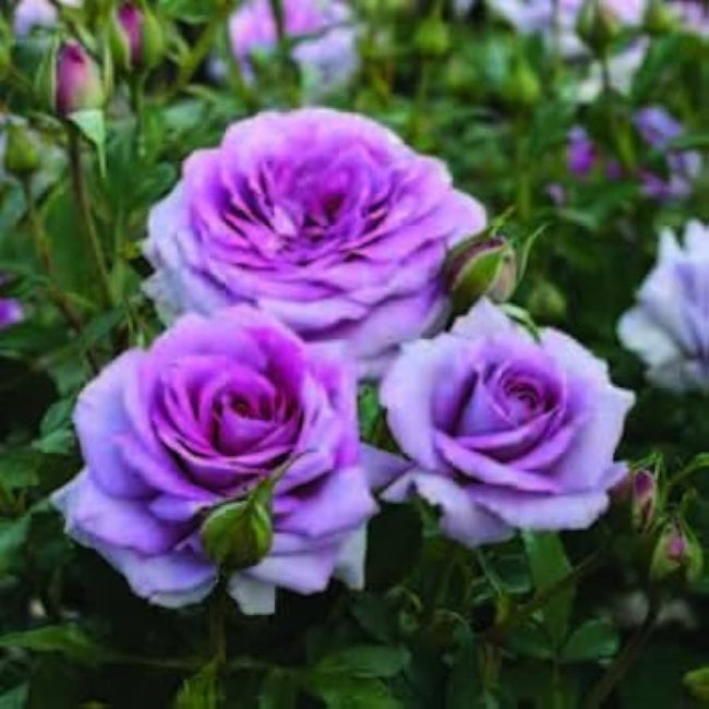 Lavender Climbing Rose growing on garden trellis
