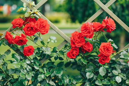 Climbing Rose Flower seeds for Planting Garden Favorite Heirloom & GMO Free Seeds for Home Garden