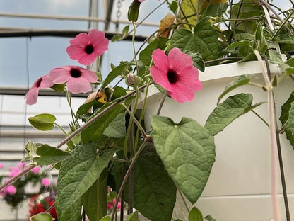 Climbing Thunbergia Plant with Light Pink Flowers