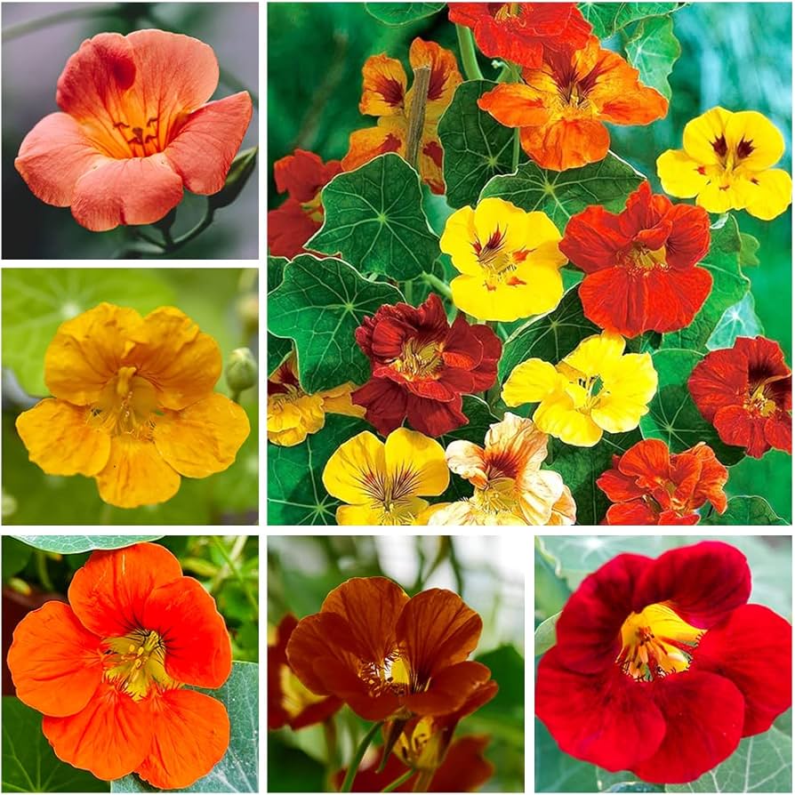 Yellow Tropaeolum Majus Flowers Climbing on Trellis