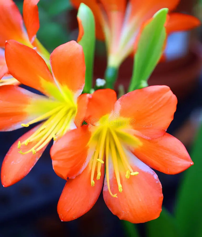 Miniata Flower seeds for Planting Pollinator Friendly, Heirloom & GMO Free Seeds for Home Garden vegetable and garden seeds