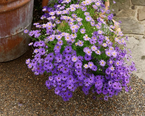 Purple Iberidifolia Flower seeds for Planting Vibrant Colors, Heirloom & GMO Free Seeds for Home Garden vegetable and garden seeds