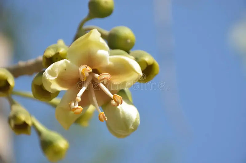 High quality Green Ceiba Pentandra Flower seeds for Planting Perfect for Borders, Heirloom & GMO Free Seeds for Home Garden Sale seeds pack