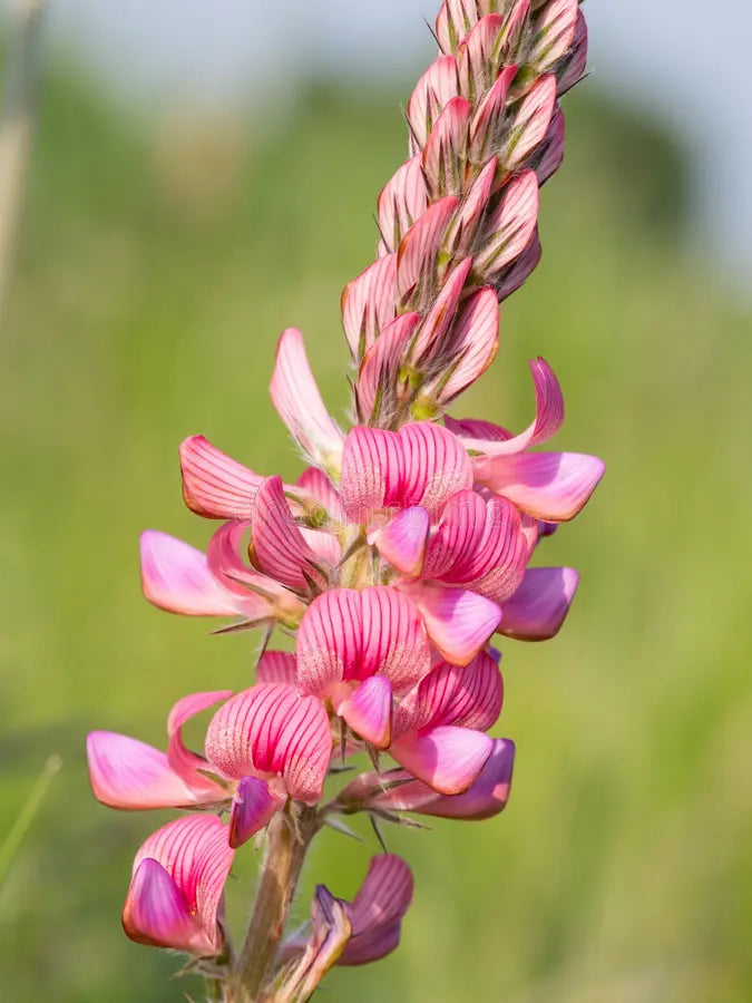 Heirloom Sainfoin Flower seeds for Planting Pollinator Friendly, Heirloom & GMO Free Seeds for Home Garden vegetable and garden seeds