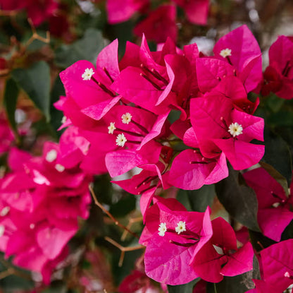 Bougainvillea Flower seeds for Planting Hardy Variety Heirloom & GMO Free Seeds for Home Garden