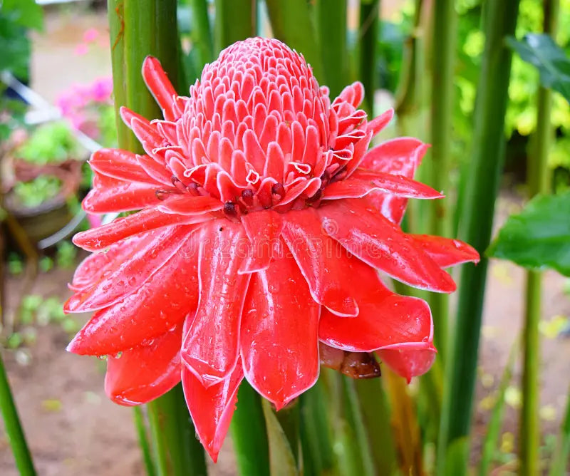Etlingera Elatior Flower seeds for Planting Long Bloom Season Heirloom & GMO Free Seeds for Home Garden