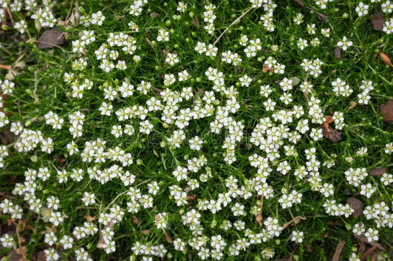 White Sagina Subulata Flower seeds for Planting Wildflower Mix, Heirloom & GMO Free Seeds for Home Garden vegetable and garden seeds