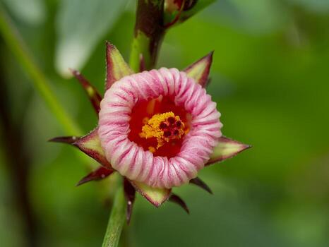 Roselle Hibiscus Sabdariffa Flower seeds for Planting Cut Flower Favorite, Heirloom & GMO Free Seeds for Home Garden seeds for home gardening