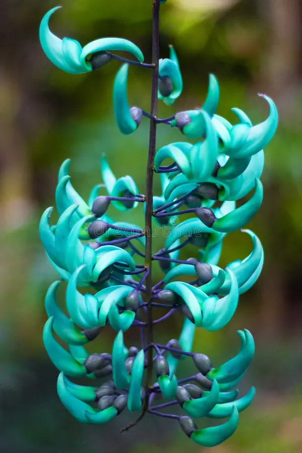 Vibrant Turquoise Flower seeds for Planting Long Bloom Season Heirloom & GMO Free Seeds for Home Garden