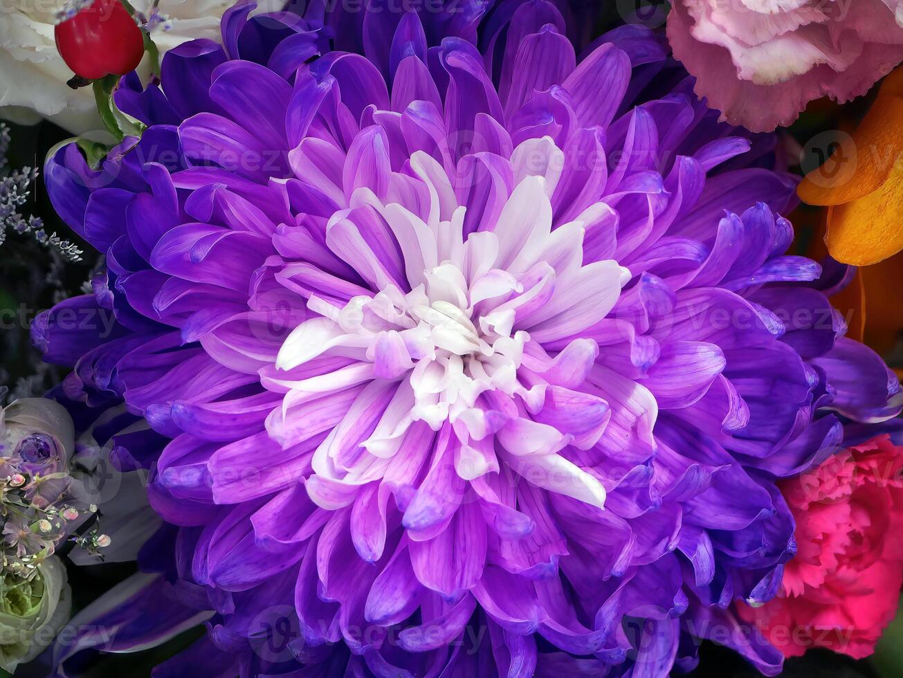 High quality Violet White Chrysanthemum Flower Seeds for Planting Heirloom, Non GMO, Bright Bloom Garden Seeds seeds pack