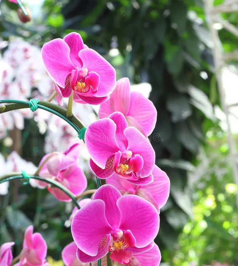 Phalaenopsis Orchid Flower seeds for Planting Perfect for Borders, Heirloom & GMO Free Seeds for Home Garden vegetable and garden seeds