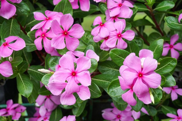 Catharanthus Flower seeds for Planting Garden Favorite Heirloom & GMO Free Seeds for Home Garden