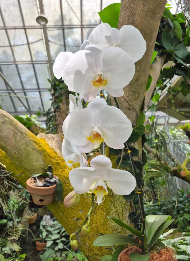 Phalaenopsis Orchid Flower seeds for Planting Bright Blooms, Heirloom & GMO Free Seeds for Home Garden vegetable and garden seeds