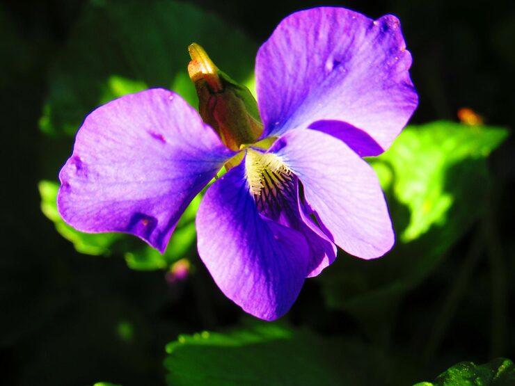 High quality African Violet Delosperma Flower seeds for Planting Hardy Variety, Heirloom & GMO Free Seeds for Home Garden seeds pack