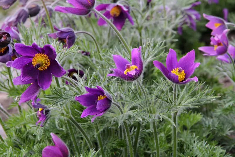 High quality Violet Pasque Flower seeds for Planting Pollinator Friendly, Heirloom & GMO Free Seeds for Home Garden seeds pack