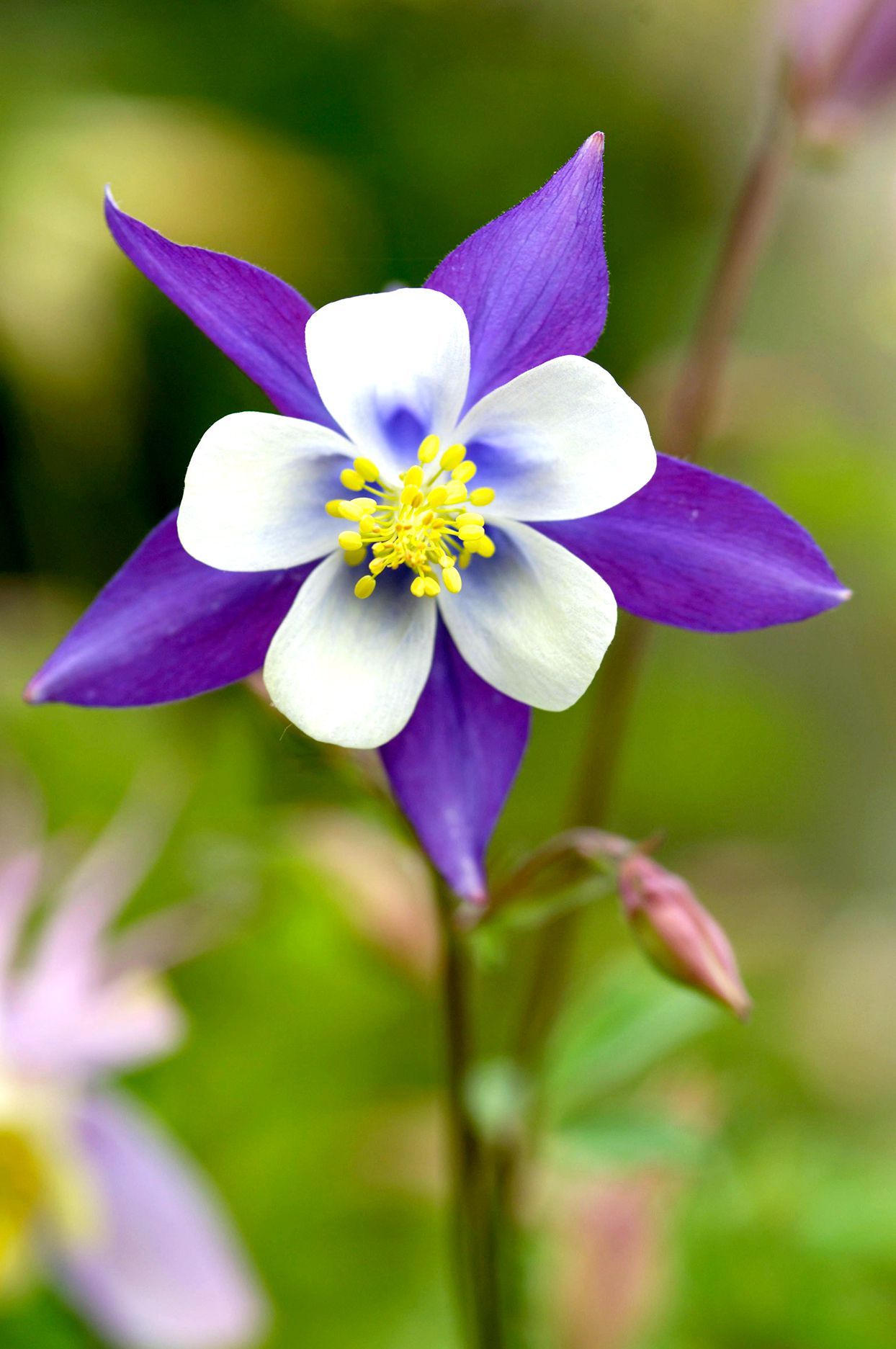 Aquilegia Columbine Seeds For Unique Planting Flower