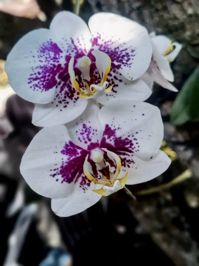 White Purple Phalaenopsis Orchid Flower seeds for Planting Sun Loving, Heirloom & GMO Free Seeds for Home Garden seeds for planting