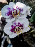 White Purple Phalaenopsis Orchid Flower seeds for Planting Sun Loving, Heirloom & GMO Free Seeds for Home Garden seeds for planting