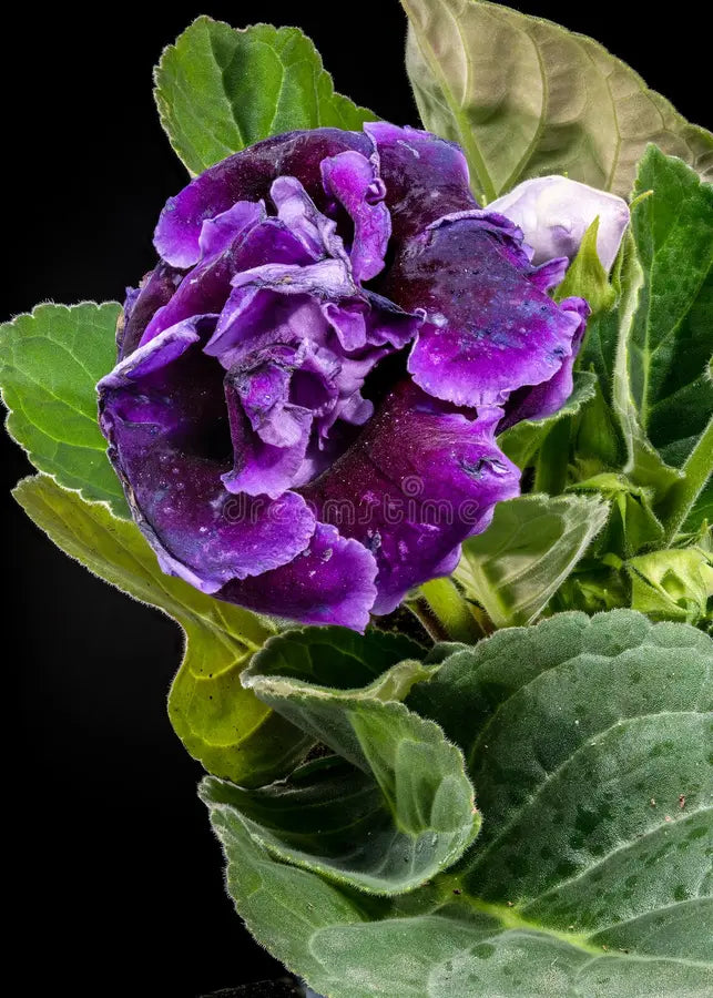 Dark Purple Gloxinia Flower seeds for Planting Premium Quality, Heirloom & GMO Free Seeds for Home Garden seeds for planting