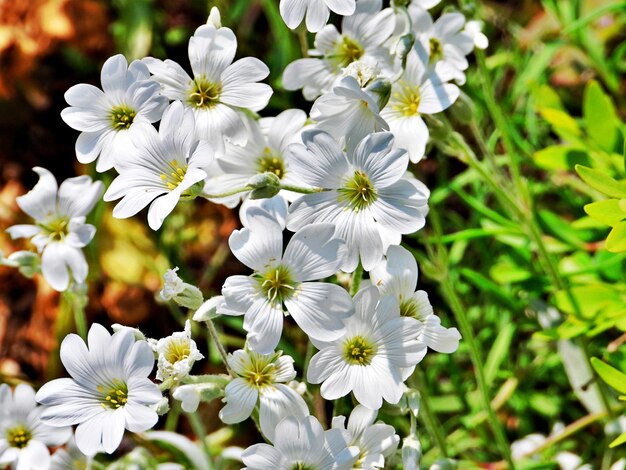 White & Yellow Primula Malacoides Flower seeds for Planting Seasonal Bloomer, Heirloom & GMO Free Seeds for Home Garden vegetable and garden seeds