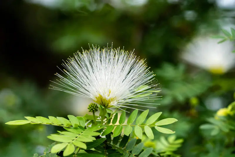 Mimosa Flower seeds for Planting Low Maintenance, Heirloom & GMO Free Seeds for Home Garden vegetable and garden seeds