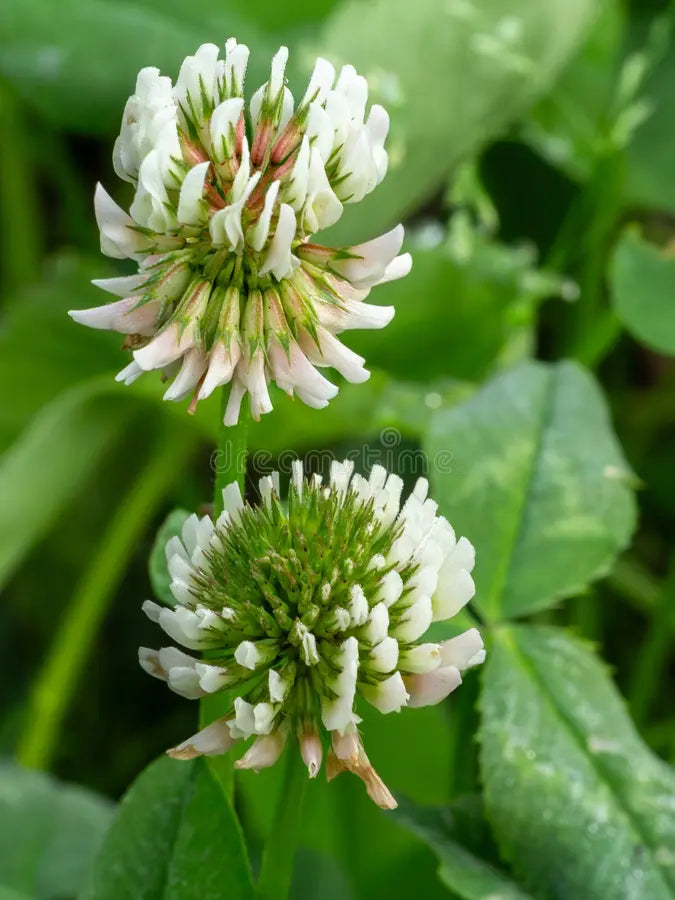 Dutch Flower seeds for Planting Long Bloom Season, Heirloom & GMO Free Seeds for Home Garden seeds for planting