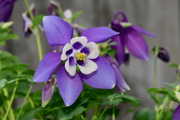 Aquilegia Flower seeds for Planting Colorful Display, Heirloom & GMO Free Seeds for Home Garden vegetable and garden seeds