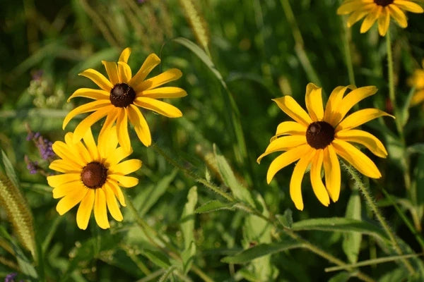 Yellow Rudbeckia Triloba Flower seeds for Planting Long Bloom Season, Heirloom & GMO Free Seeds for Home Garden vegetable and garden seeds